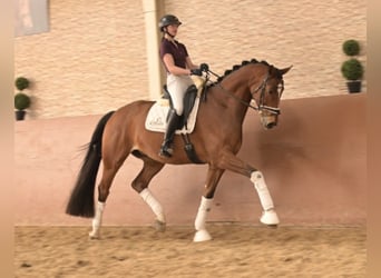 Hannoveraan, Ruin, 9 Jaar, 177 cm, Bruin