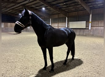 Hannoveraan, Ruin, 9 Jaar, 178 cm, Zwart