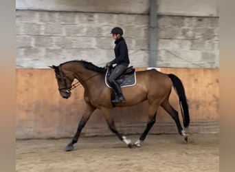 Hannoveraan, Ruin, 9 Jaar, 180 cm, Bruin