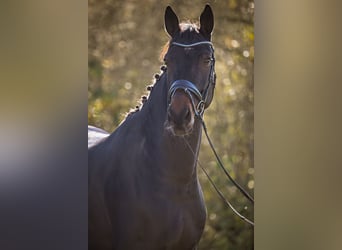 Hannoveraan, Ruin, 9 Jaar, 181 cm, Zwartbruin