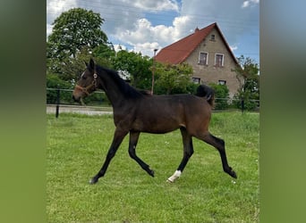Hannoveranare, Hingst, 1 år, 167 cm, Mörkbrun