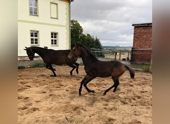 Hannoveranare, Hingst, 1 år, 167 cm, Mörkbrun