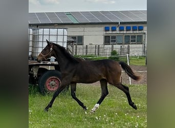 Hannoveranare, Hingst, 1 år, 167 cm, Mörkbrun
