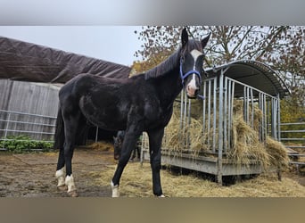 Hannoveranare, Hingst, 1 år, 168 cm, Svart