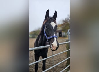 Hannoveranare, Hingst, 1 år, 168 cm, Svart