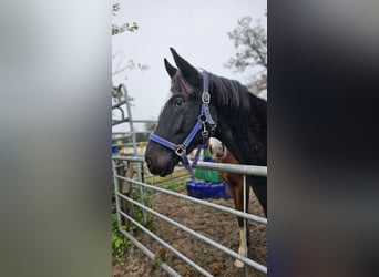Hannoveranare, Hingst, 1 år, 168 cm, Svart
