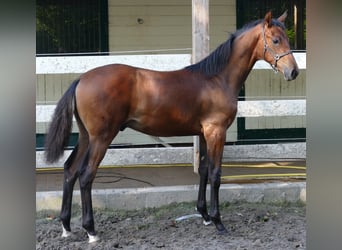 Hannoveranare, Hingst, 1 år, 172 cm, Mörkbrun