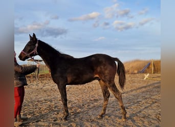 Hannoveranare, Hingst, 1 år, 175 cm, Mörkbrun