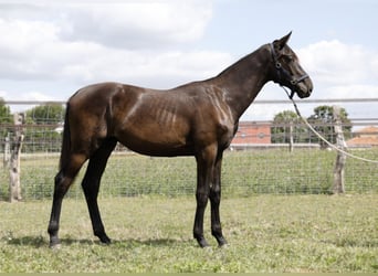 Hannoveranare, Hingst, 1 år, Rökfärgad svart