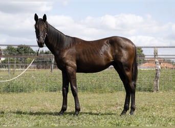 Hannoveranare, Hingst, 1 år, Rökfärgad svart