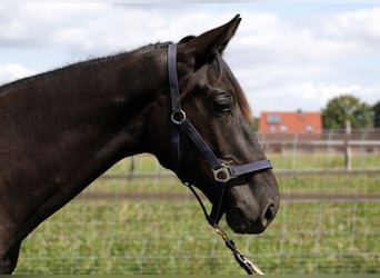 Hannoveranare, Hingst, 1 år, Rökfärgad svart