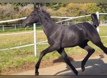 Hannoveranare, Hingst, 1 år, Svart