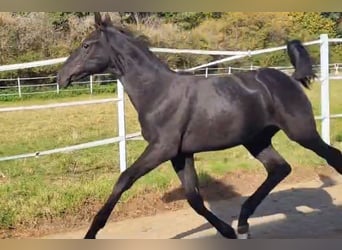 Hannoveranare, Hingst, 1 år, Svart