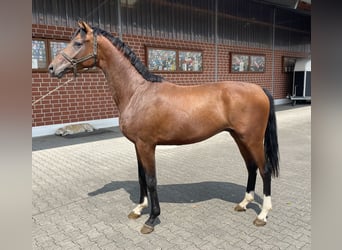 Hannoveranare, Hingst, 2 år, 163 cm, Brun