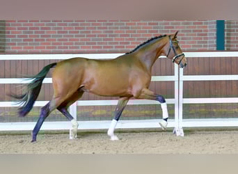 Hannoveranare, Hingst, 2 år, 165 cm, Brun