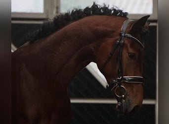 Hannoveranare, Hingst, 2 år, 168 cm, Brun