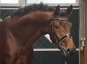 Hannoveranare, Hingst, 2 år, 168 cm, Brun