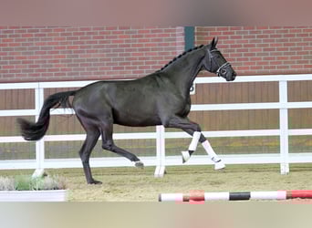 Hannoveranare, Hingst, 2 år, 168 cm, Svart