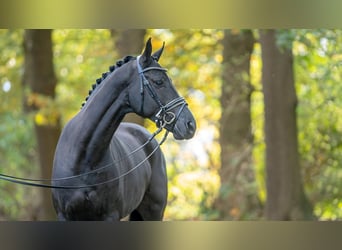 Hannoveranare, Hingst, 2 år, 168 cm, Svart