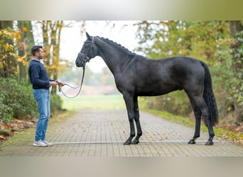Hannoveranare, Hingst, 2 år, 168 cm, Svart