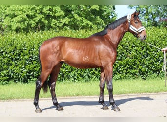 Hannoveranare, Hingst, 2 år, 170 cm, Brun