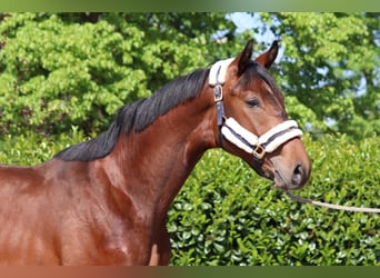 Hannoveranare, Hingst, 2 år, 170 cm, Brun