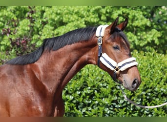 Hannoveranare, Hingst, 2 år, 170 cm, Brun
