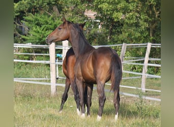 Hannoveranare, Hingst, 2 år, 172 cm, Mörkbrun