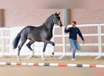 Hannoveranare, Hingst, 2 år, 176 cm, Mörkbrun