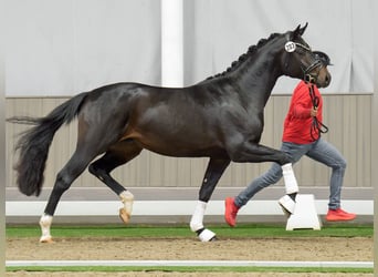 Hannoveranare, Hingst, 2 år, Rökfärgad svart