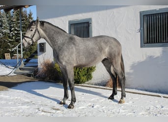 Hannoveranare, Hingst, 3 år, 168 cm, Grå-mörk-brun