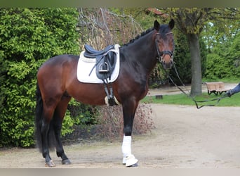 Hannoveranare, Hingst, 4 år, 169 cm, Mörkbrun