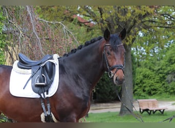 Hannoveranare, Hingst, 4 år, 169 cm, Mörkbrun