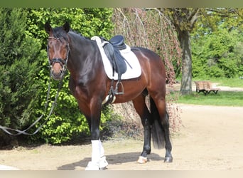 Hannoveranare, Hingst, 4 år, 169 cm, Mörkbrun