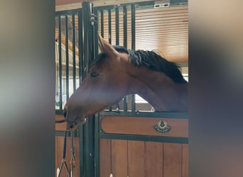 Hannoveranare, Hingst, 4 år, 170 cm, Brun