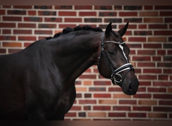 Hannoveranare, Hingst, 6 år, 170 cm, Brun