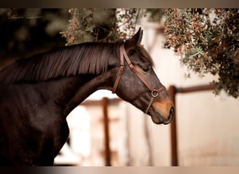 Hannoveranare, Hingst, 5 år, 175 cm, Brun