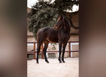 Hannoveranare, Hingst, 5 år, 175 cm, Brun