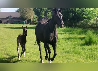 Hannoveranare, Hingst, Föl (05/2023), 162 cm, Mörkbrun