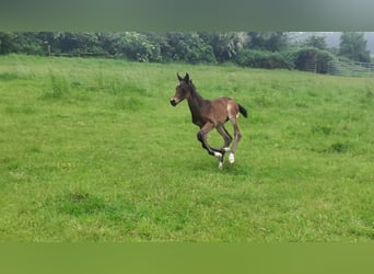 Hannoveranare, Hingst, Föl (05/2023), 162 cm, Mörkbrun