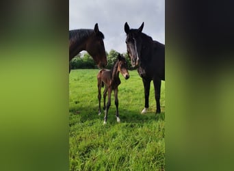 Hannoveranare, Hingst, Föl (05/2023), 162 cm, Mörkbrun