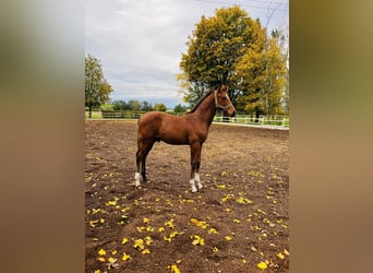 Hannoveranare, Hingst, Föl (06/2024), 168 cm, Mörkbrun