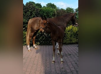 Hannoveranare, Hingst, Föl (06/2024), 170 cm, Brun