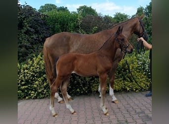 Hannoveranare, Hingst, Föl (06/2024), 170 cm, Brun