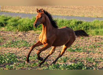 Hannoveranare, Hingst, Föl (03/2024), 170 cm, Brun