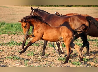 Hannoveranare, Hingst, Föl (03/2024), 170 cm, Brun