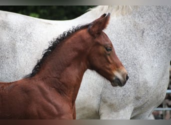 Hannoveranare, Hingst, Föl (06/2024), 170 cm, Brun