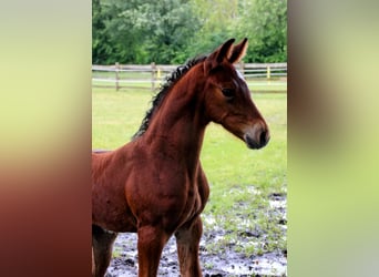 Hannoveranare, Hingst, Föl (06/2024), 170 cm, Brun