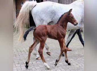 Hannoveranare, Hingst, Föl (06/2024), 170 cm, Brun