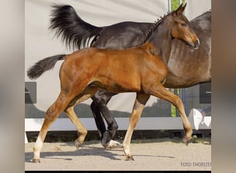 Hannoveranare, Hingst, Föl (02/2024), 170 cm, Brun